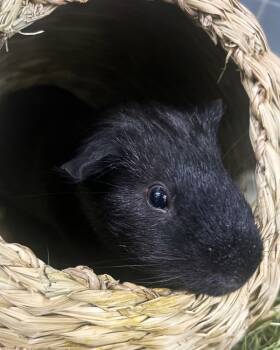 Rescue Guinea Pig Guinea Pigs for Adoption in Novato, California - Nibbles & Pip | PetCurious